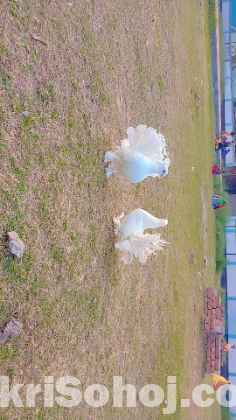 লক্ষা বা ফেন্সি জাতের কবুতর